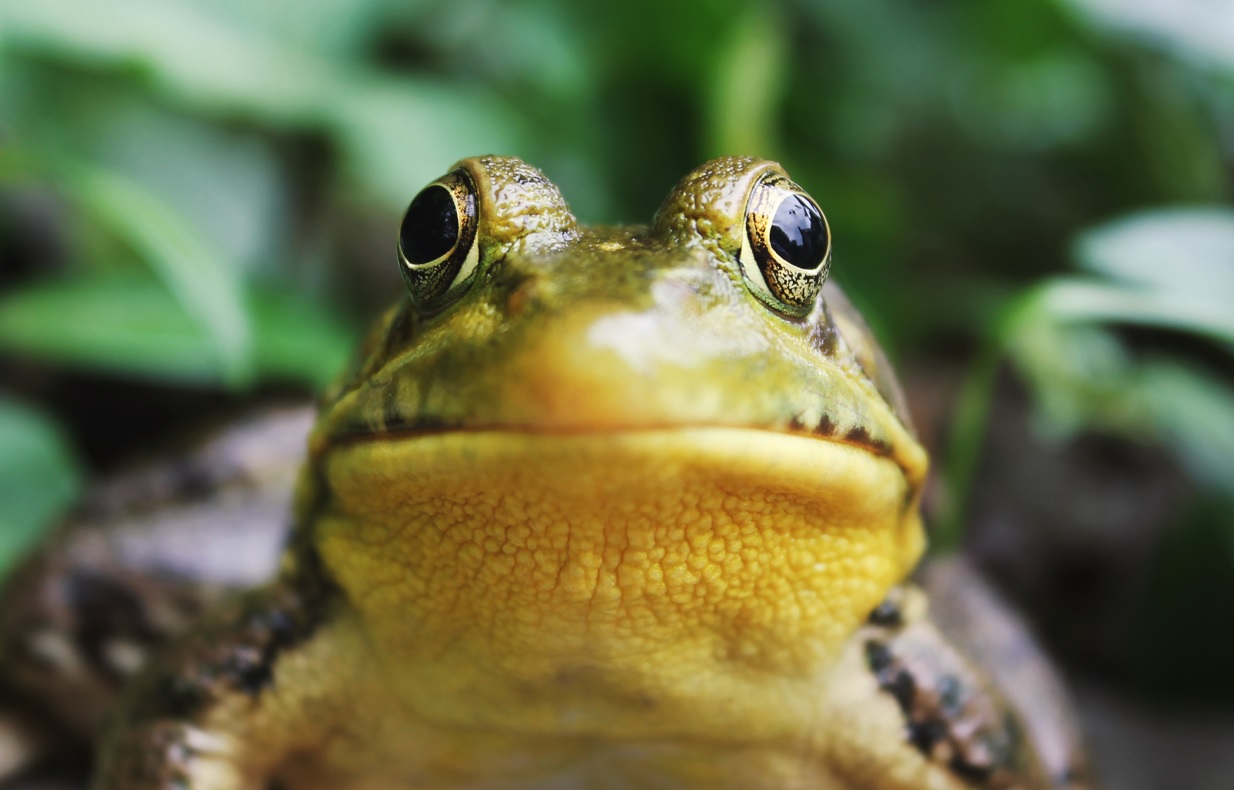 Eat a frog – but not every day